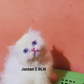 Kucing Persia flatnose kitten jantan putih