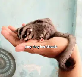 Sugar glider joey grey het mozaik