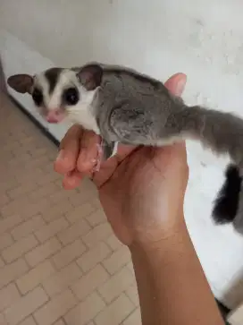 Sugar Glider White Face