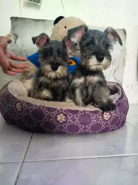 Di Jual Miniature Schnauzer