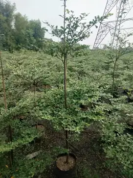 Pohon hias Ketapang kencana