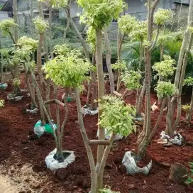 Pohon hias bonsai anting putri