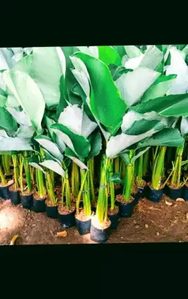 Pohon pisang hias chalatea