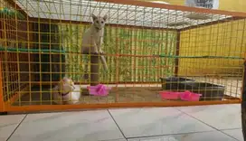 Kandang Kucing atau Anjing