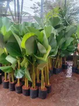 Pohon pisang chalatea