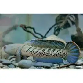 Steerwaati size 18