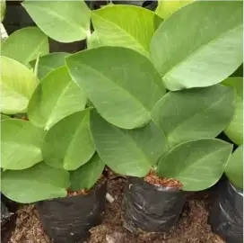 Pohon hias rambat  dolar besar