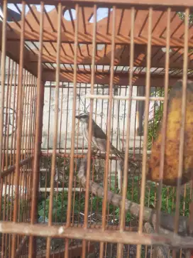 Burung krucuk kebo jantan rajin jual fulset