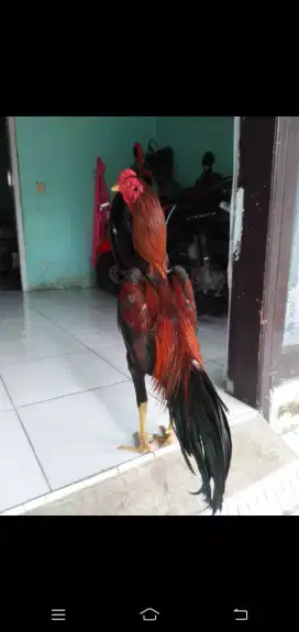 Ayam bangkok istimewa siap adu