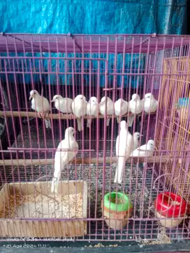 Perkutut Putih lurik mata merah