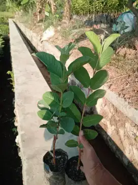 Pohon buah jambu kristal