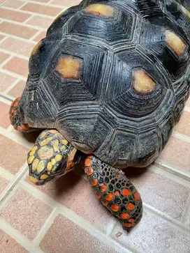 Red Foot Redfoot tortoise kura darat dewasa