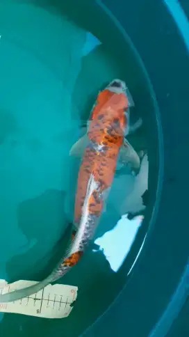 Ikan koi GOSHIKI 38cm pola bagus female