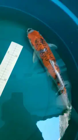 Ikan koi Goshiki 38cm pola bagus