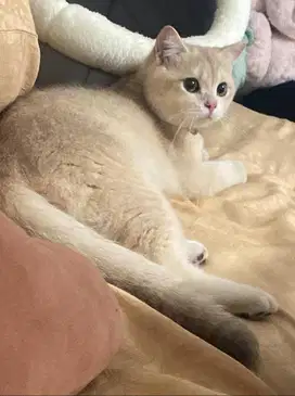 Kucing British Shorthair BSH Golden PED WCF Jantan 1.5 Tahun Proven 2x