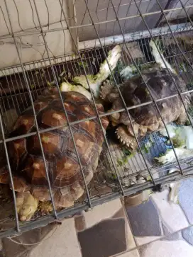 Jual kura kura sulcata