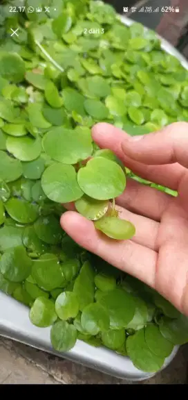 Tanaman Air Amazon Frogbit