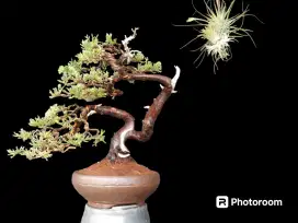 Bonsai Cemara blue sinensis ukuran medium