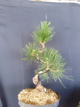 Japanese black pine