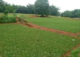 Jual.Rumput Gajah Mini  Tukang Taman