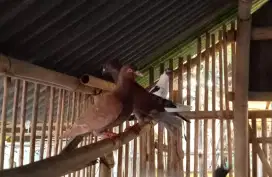 Burung merpati dara kolongan balap