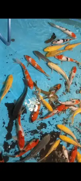 Jual ikan koi murah