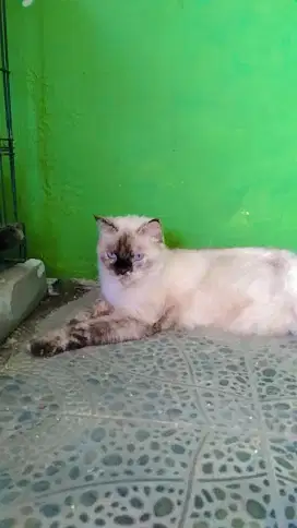 Kucing himalaya