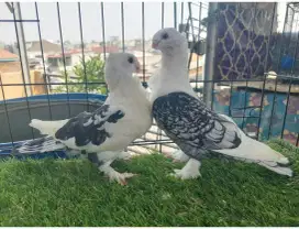 Merpati Cof Blacklace Sepasang Remajaan.#merpati #cofblacklace#burung