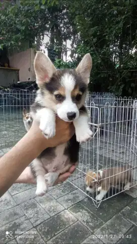 Puppy Welsh Corgi Stb vaksin cakep murah