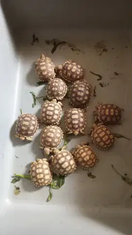 Kura kura sulcata mulus cb indonesia