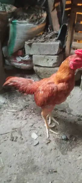 Jual cepat ayam Bangkok mangoun bulbi