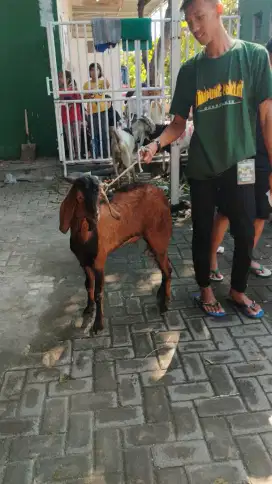 Kambing aqiqah murah