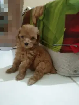 Jual anjing poodle