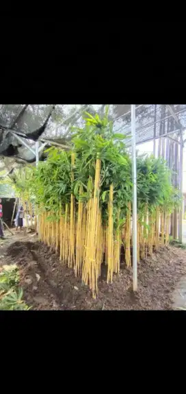 Jual pohon bambu kuning panda
