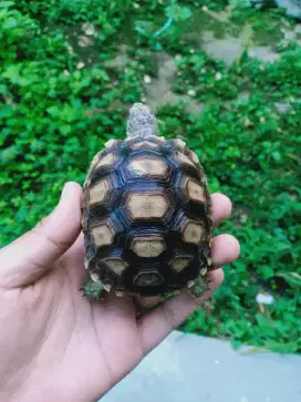 Kura kura sulcata obral 9 cm