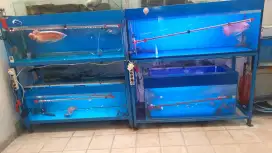 Arwana arowana super red borongan