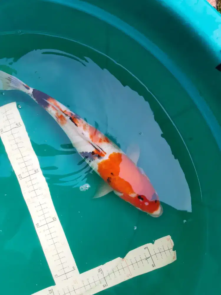 Ikan koi Showa 46cm murmer