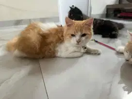 Kucing anakan anggora dan persia