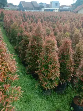 Pohon pucuk merah
