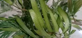 Petai cina/lamtoro segar