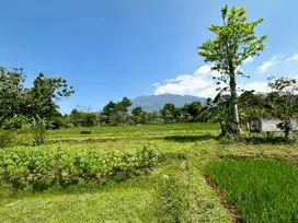 DIJUAL CEPAT TANAH KEBON 1.6ha , lokasi dipinggir jalan raya