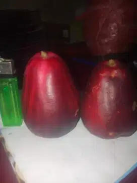 Jual jambu bol / jamaika