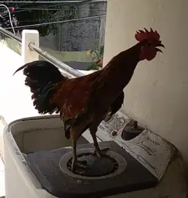 Ayam ketawa asli durasi sambung usia 7 bln