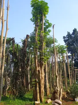 POHON PULE PULAI