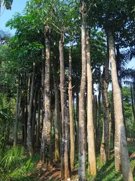 JUAL POHON ALSTONIA SCHOLARIS PULE