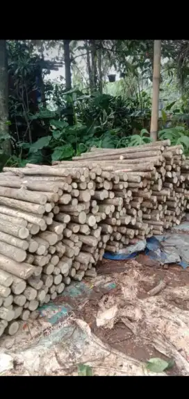 Jual batang hanjuang besar paku bumi