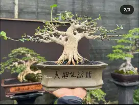 Bonsai Sancang Premna Microcarpa size small