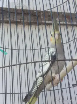 Burung falk jantan kuning mutiara lutino