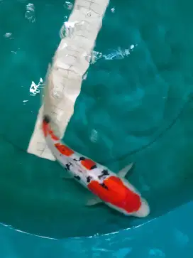 Ikan koi Sanke Doitsu 32cm grade A