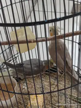 Burung Flak Australia Grey 1 pasang